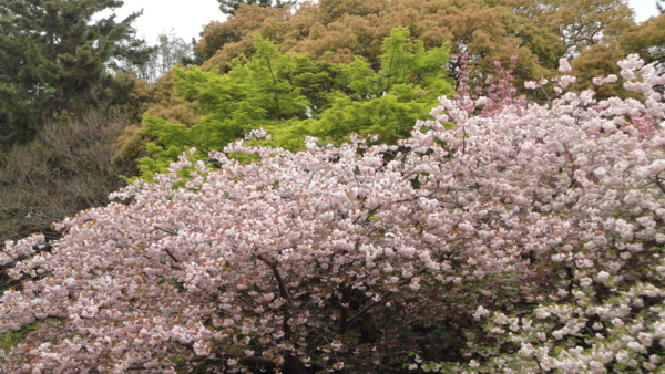 [京都][京都御所]