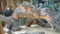 [20110910上野動物園][上野動物園]