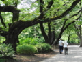 [井の頭公園]