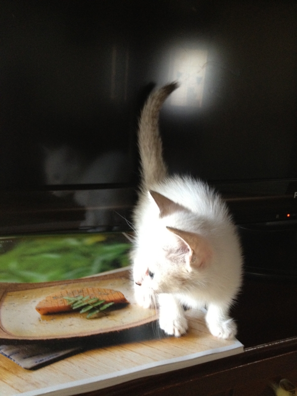 f:id:babooshuca:20120912092403j:image:w360