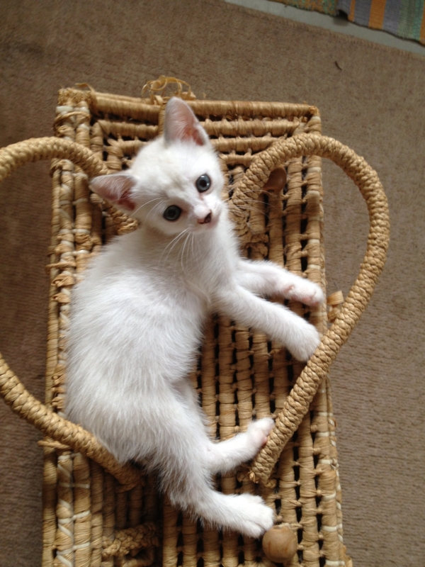 f:id:babooshuca:20120915135917j:image:w360