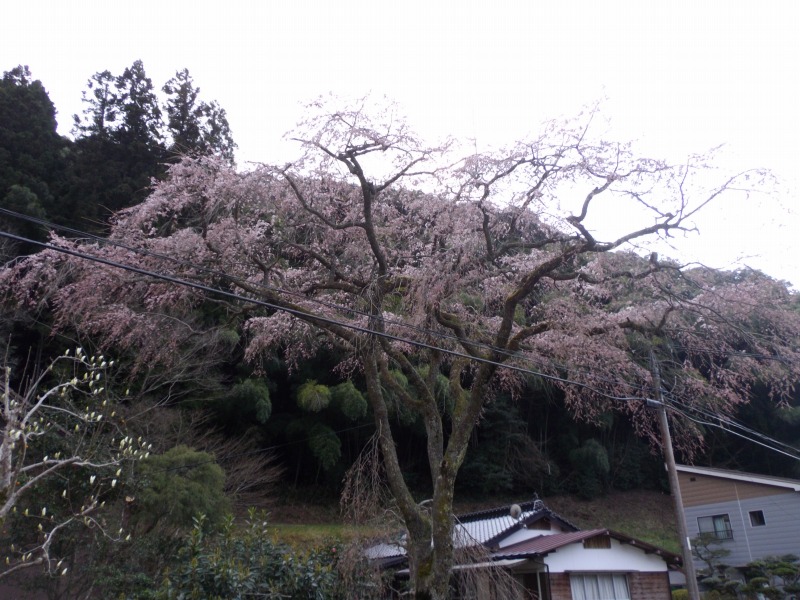 f:id:babupeikko:20170404025948j:plain f:id:babupeikko:20170404025948j:plain