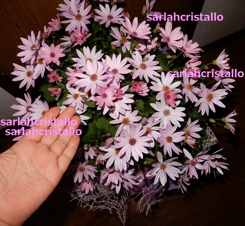 f:id:babupeikko:20190206191020j:plain