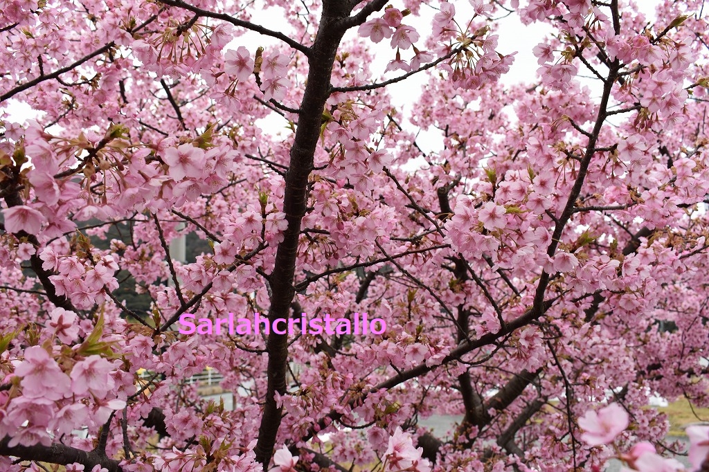 f:id:babupeikko:20190303222126j:plain