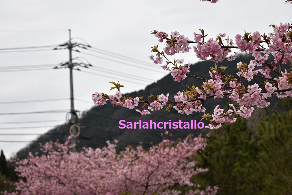 f:id:babupeikko:20190303222200j:plain