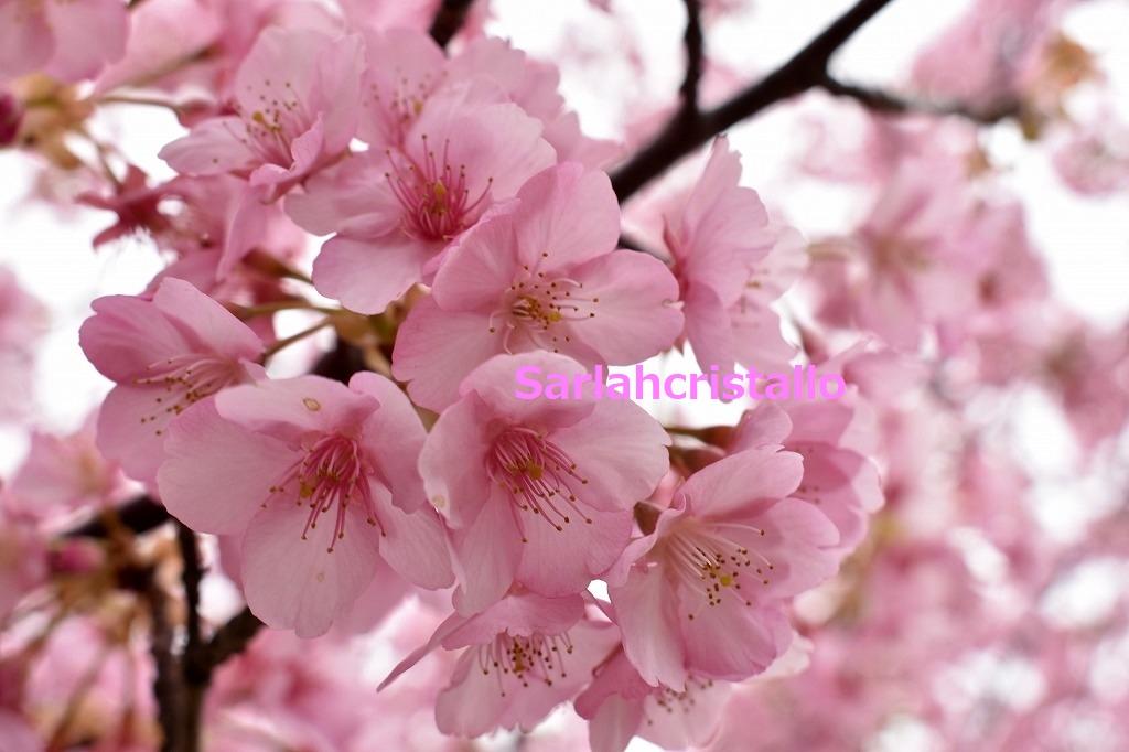 f:id:babupeikko:20190303222252j:plain