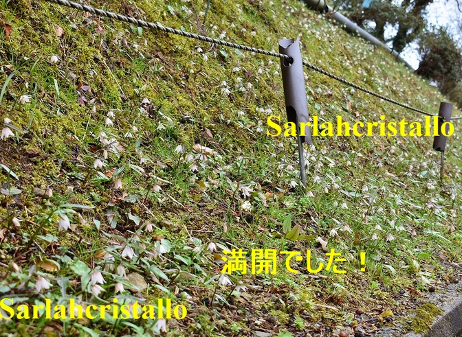 f:id:babupeikko:20190318213758j:plain