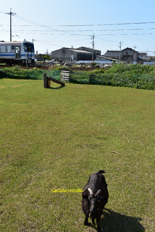 f:id:babupeikko:20200408192836j:plain