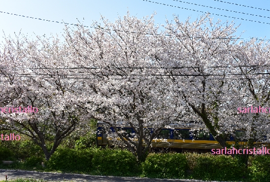 f:id:babupeikko:20200408202122j:plain