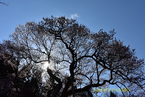 f:id:babupeikko:20200412004150j:plain f:id:babupeikko:20200412004150j:plain