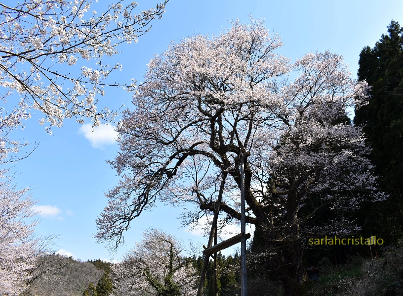 f:id:babupeikko:20200412004508j:plain f:id:babupeikko:20200412004508j:plain