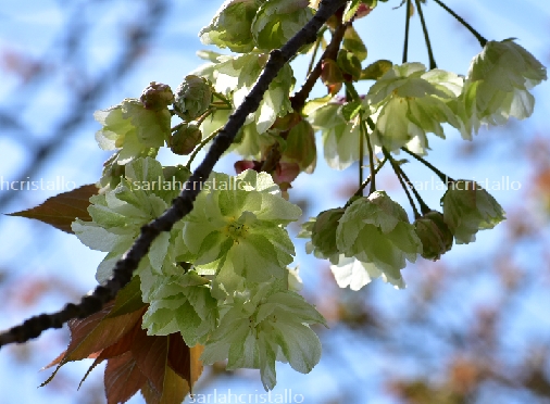 f:id:babupeikko:20200412010907j:plain f:id:babupeikko:20200412010907j:plain