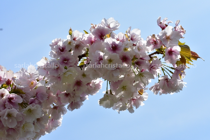 f:id:babupeikko:20200412012010j:plain f:id:babupeikko:20200412012010j:plain
