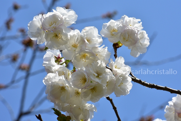 f:id:babupeikko:20200412012632j:plain f:id:babupeikko:20200412012632j:plain