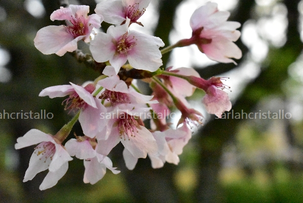 f:id:babupeikko:20200412014641j:plain f:id:babupeikko:20200412014641j:plain