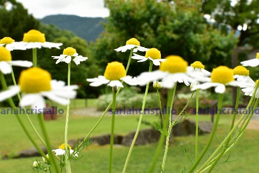 f:id:babupeikko:20200531205747j:plain