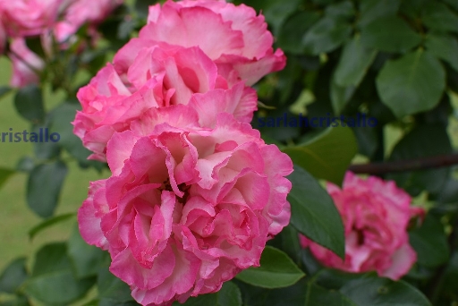 f:id:babupeikko:20200531210502j:plain