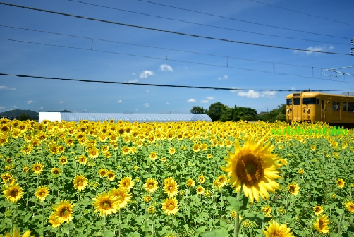 f:id:babupeikko:20200816012317j:plain
