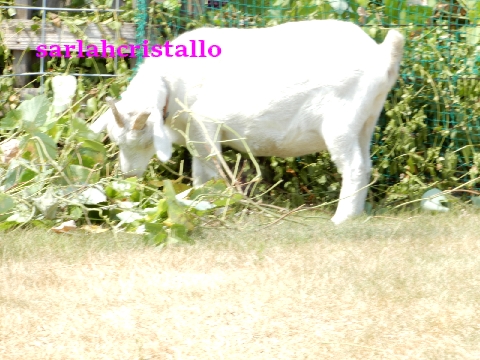 f:id:babupeikko:20200903163940j:plain