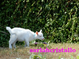f:id:babupeikko:20200903164405j:plain