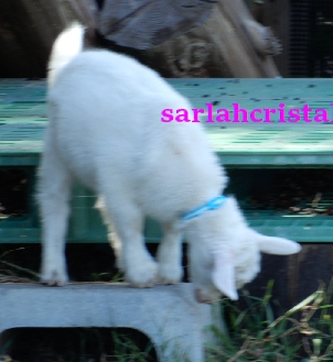 f:id:babupeikko:20200903164456j:plain