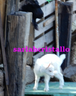 f:id:babupeikko:20200903164515j:plain