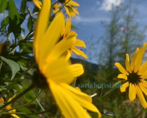 f:id:babupeikko:20200921185753j:plain