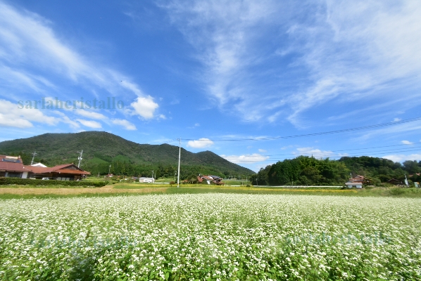 f:id:babupeikko:20200921190222j:plain