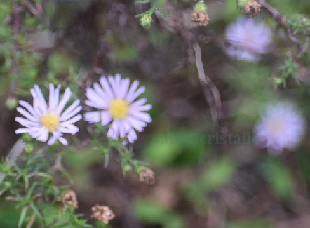 f:id:babupeikko:20200921191228j:plain