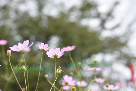 f:id:babupeikko:20200922203619j:plain