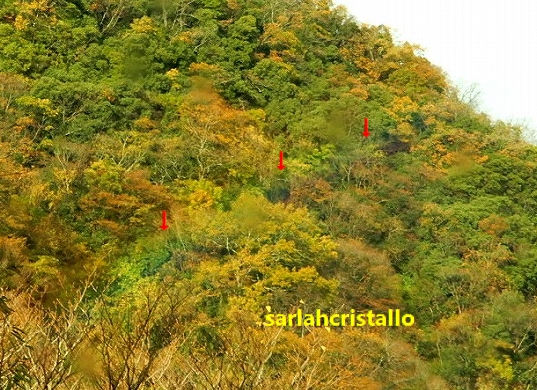 f:id:babupeikko:20201129154006j:plain