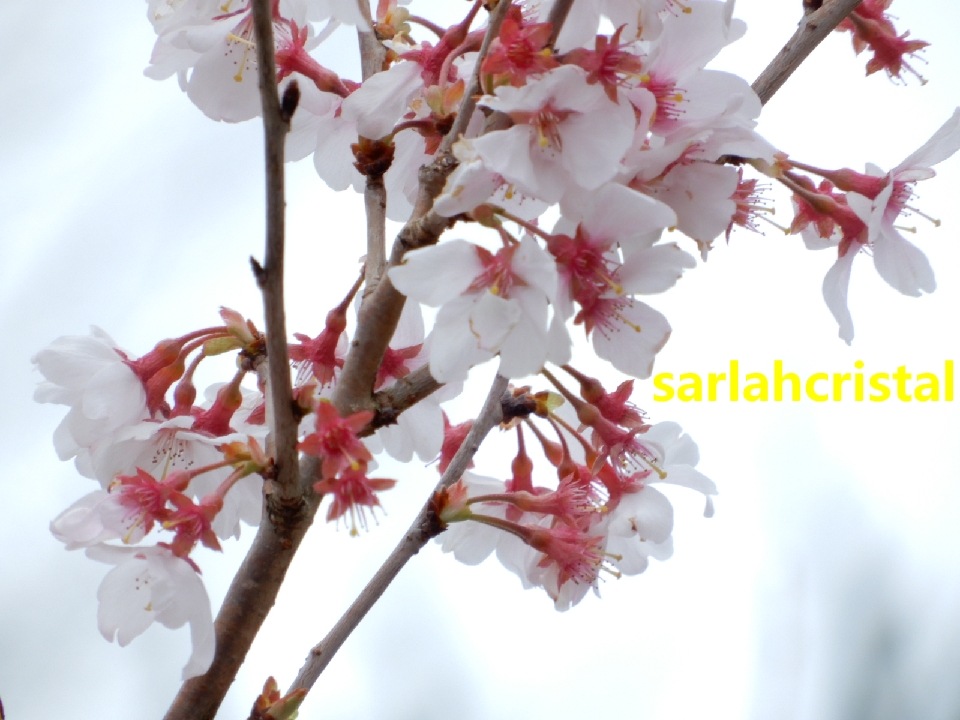 f:id:babupeikko:20210311164125j:plain