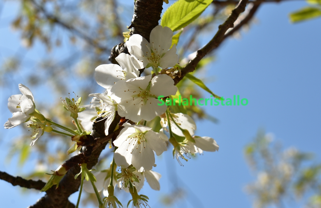 f:id:babupeikko:20210327130221j:plain