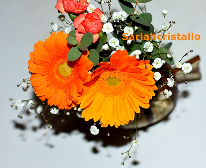 f:id:babupeikko:20220219225800j:plain