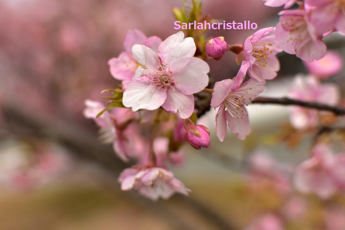 f:id:babupeikko:20220306144535j:plain