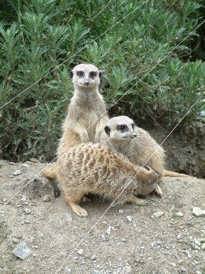 f:id:babuthebaby:20090705162942j:image