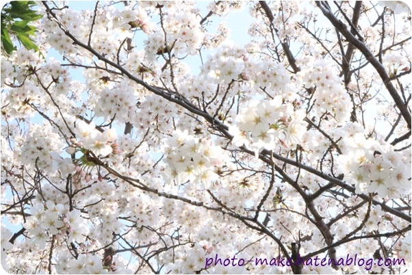f:id:babykubi:20180329144157j:plain f:id:babykubi:20180329144157j:plain