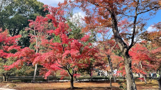 f:id:babypeanuts08:20231124114810j:image