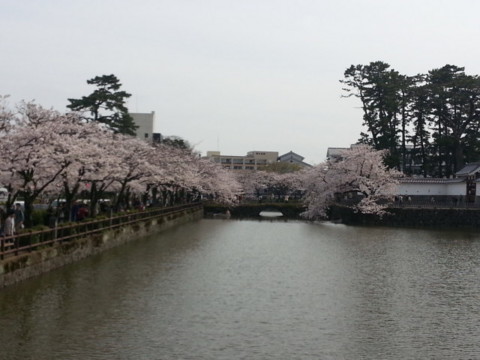  桜