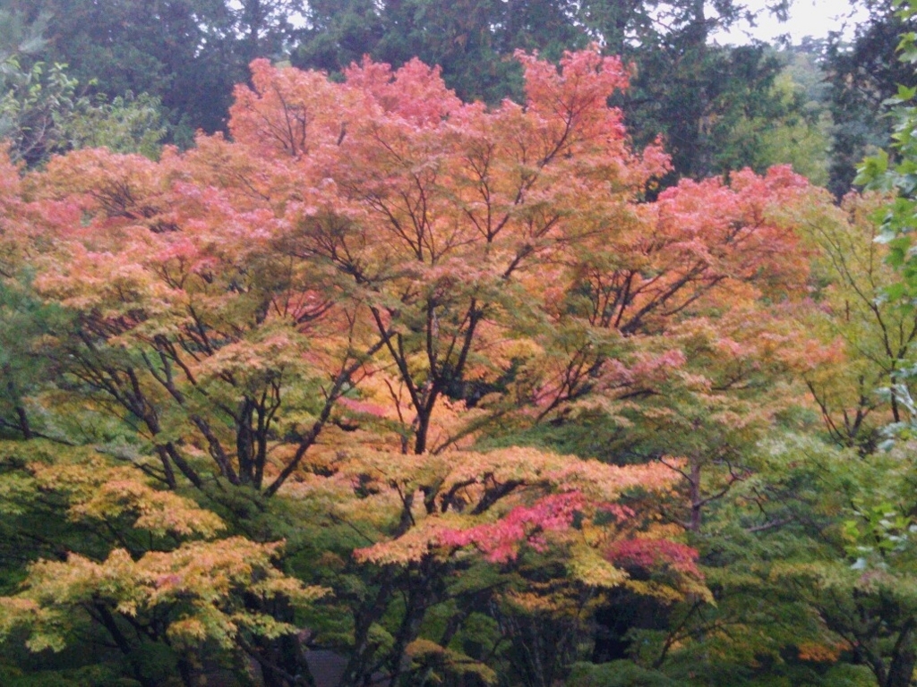 f:id:babysbreath55:20171026221010j:plain