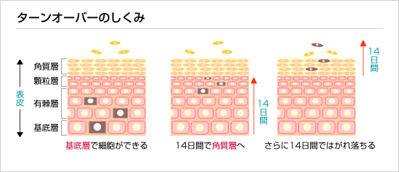 f:id:babyskin328:20190418225332p:plain