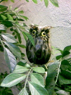 f:id:babyu:20101206174840j:image