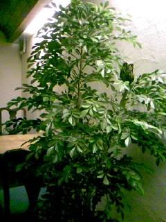 f:id:babyu:20101206174841j:image