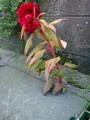 20081105013547