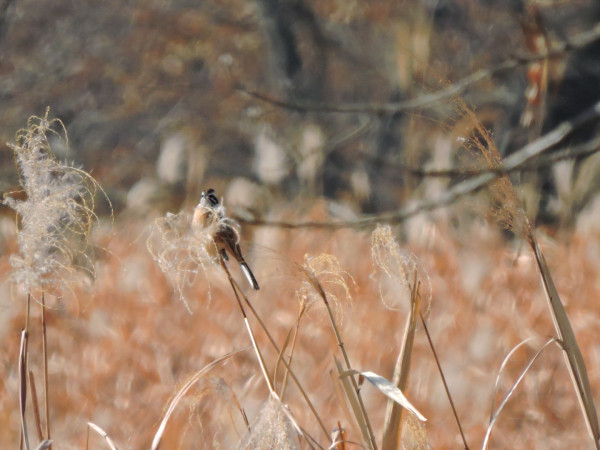 f:id:background-color:20171211113726j:plain