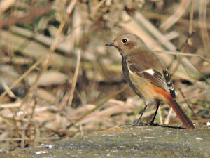 f:id:background-color:20171215083740j:plain