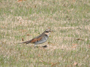 f:id:background-color:20171215083744j:plain