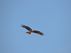 f:id:background-color:20171215083755j:plain