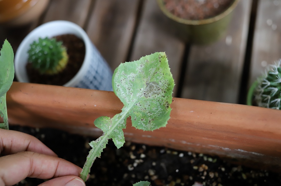 f:id:bad:20170818092751j:plain