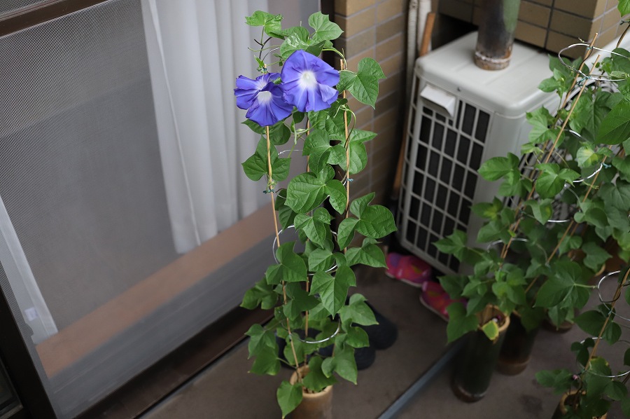 f:id:bad:20170818093640j:plain